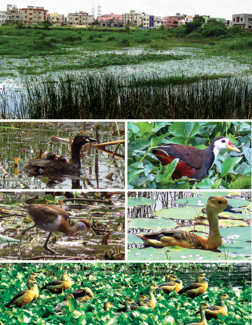 Wetlands Grabbed